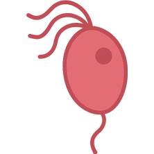 Tricomoniasis